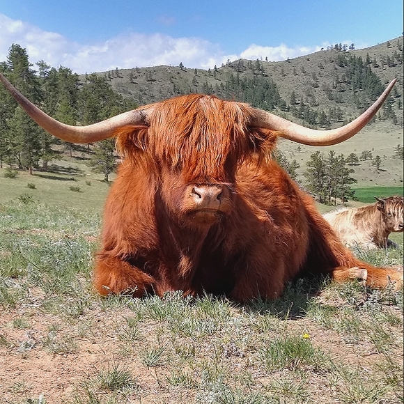 Meet your Posher, Shonna - Picture 4 of 15